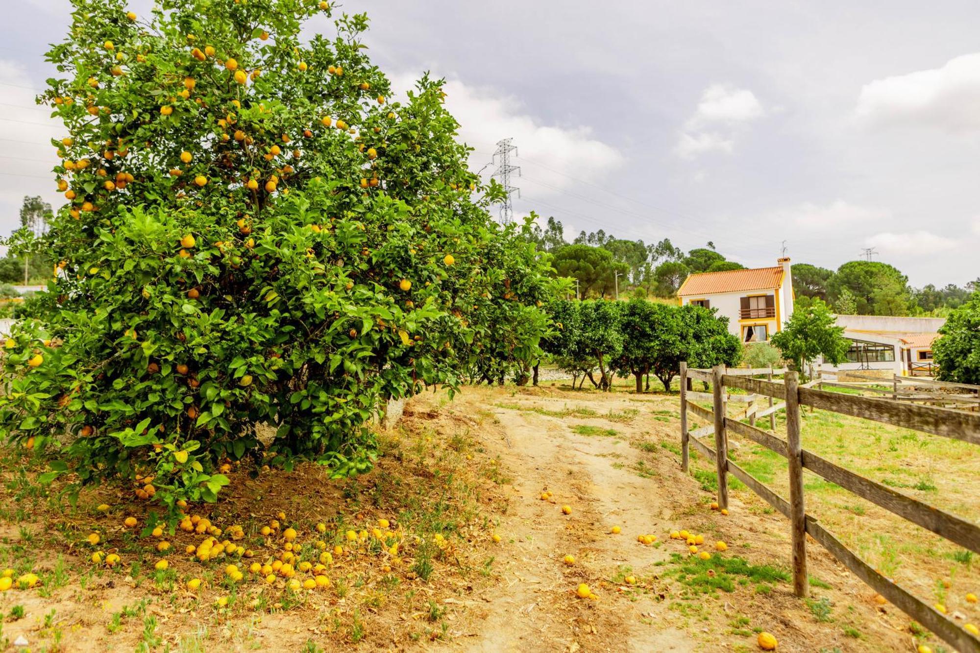 Quinta O Refugio Villa Azambuja Exterior photo